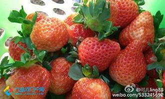 娱乐吃瓜酱草莓